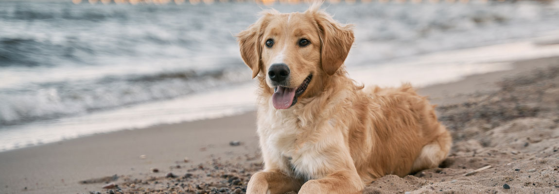 Apartamentos en Conil que se admiten mascotas