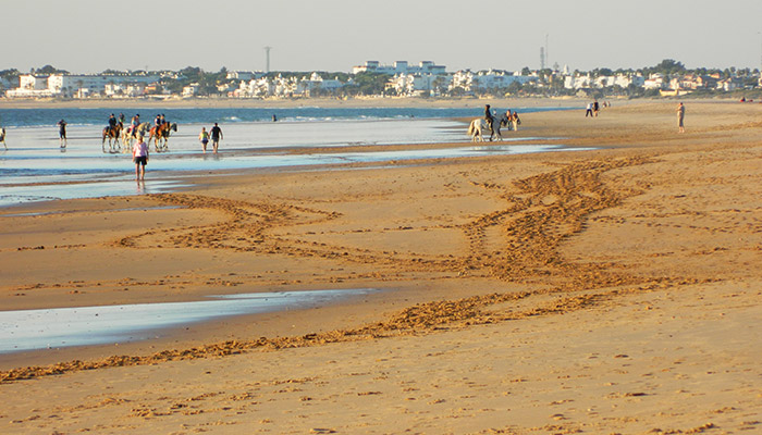 Caballos en la playa de Roche