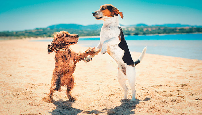 Perros disfrutando de su paseo en una playa de la provincia de Cádiz